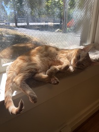Murray, an orange cat, chilling in a window sill