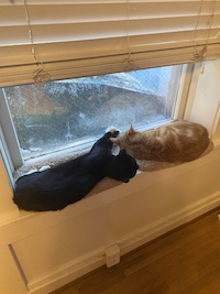 black and orange cat in the window