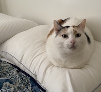 calico cat on a pillow