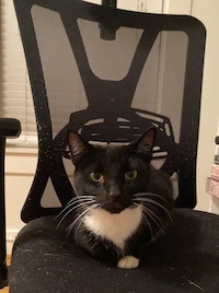 tuxedo cat in chair