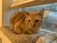 orange cat in the window