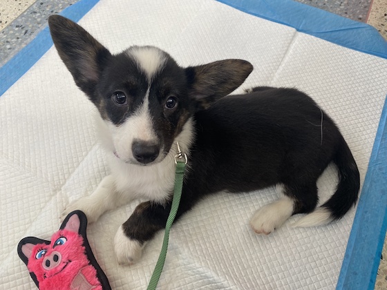 a photo of Gwen, a black and white Cardigan Welsh Corgi, as a 11-week old puppy. Her ears make her look like baby Yoda.