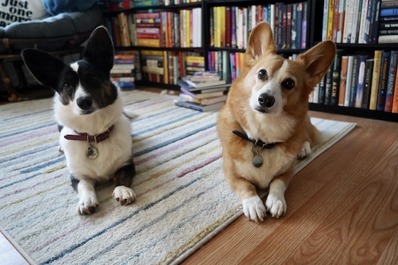 a photo of Dylan, a red and white Pembroke Welsh Corgi, and Gwen, a black and white Cardigan Welsh Corgi, sit on a multi-colored rug. A row of bookshelves can be seen behind them.