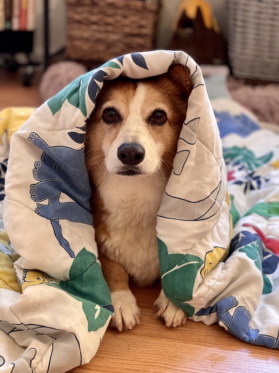 a photo of Dylan, a red and white Pembroke Welsh Corgi, sitting under a blanket with dinosaurs on it. His fur is damp and he facial expression conveys his displeasure.