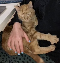 an orange cat being held by a white person's hand