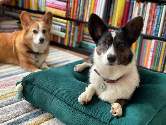 a photo of  a photo of Gwen, a black and white Cardigan Welsh Corgi, sitting on a dark green cushion. Dylan, a red and white Pembroke Welsh Corgi, sitting on a rug in front of a bookshelf.