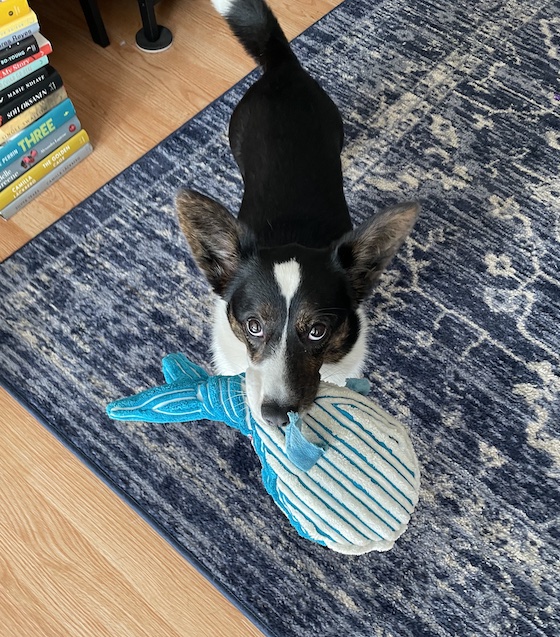 a photo of Gwen, a black and white Cardigan Welsh Corgi, holding a large stuffed whale toy. She's looking up at the camera with large puppy dog eyes.