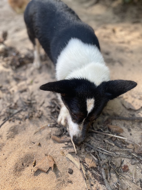 a photo of Gwen, a black and white Cardigan Welsh Corgi, covered in dirt and choosing which stick she wants to chew on.