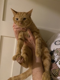 The orange cat Murray being held by Ben. Murray looks unamused.