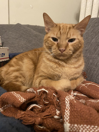 ginger cat in a chair with a ginger scarf