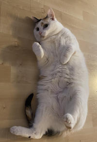 calico cat showing her tummy