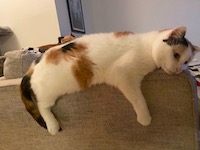 calico cat straddling couch