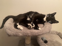 tuxedo cat on cat tree