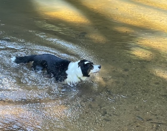 a photo of Gwen, a black and white Cardigan Welsh Corgi, in a creek. The photo was taken when she is in mid shake.