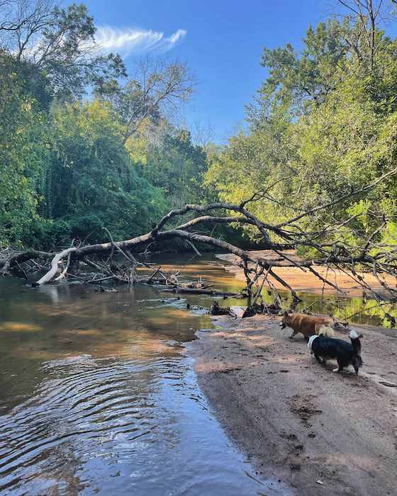 a photo of a bend in a creek. The water is low, and this is a large sand bar to the right. A tree has fallen across the creek bed. Dylan, a red and white Pembroke Welsh Corgi, and Gwen, a black, white, and brindle Cardigan Welsh Corgi, are trotting up to the water.