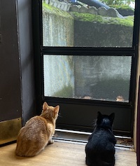 two cats looking out of a window 