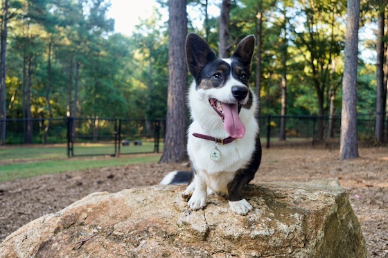 a photo of Gwen, a black and white Cardigan Welsh Corgi, sitting on a large rock at the park. She is smiling at something off camera.