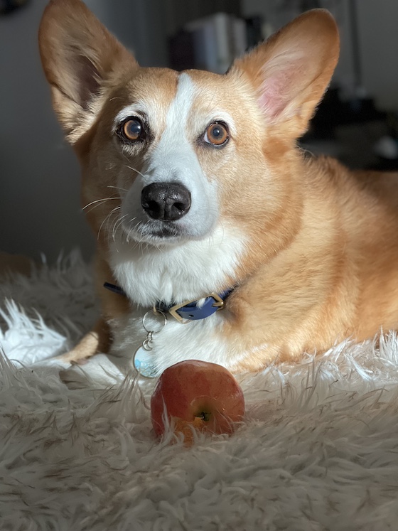 a photo of Dylan, a red and white Pembroke Welsh Corgi, sitting in the sun. He has a cored apple in front of him. It's one of his favorite snacks.