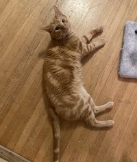 orange cat sprawled on a wood floor