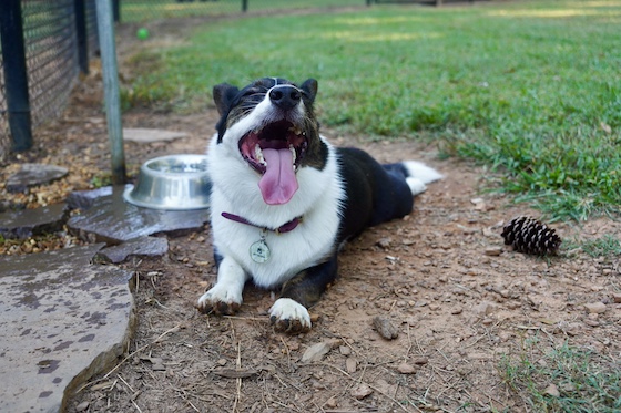 a photo of Gwen, a black and white Cardigan Welsh Corgi, lying near a puddle of water with his mouth open, panting