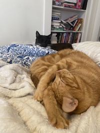 a black and a ginger cat lying in bed