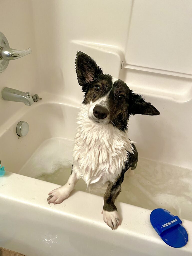 a photo of Gwen, a black and white Corgi, standing in the tub. She looks very disgruntled.