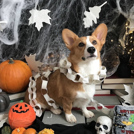 a photo of Dylan, a red and white Pembroke Welsh Corgi, standing on a book inspired halloween set. There are gourds and pumpkins. leaves made out of book pages. Chains wrapping around Dylan made out of book pages. Dylan is standing on a pile of books.