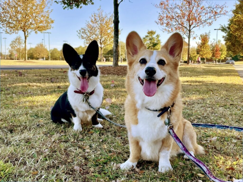 a photo of Gwen, a black and white cardigan Welsh Corgi, and Dylan, a red and white pembroke welsh corgi, sitting in the grass and surrounded by fall leaves.