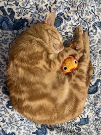 Cat with Calcifer toy