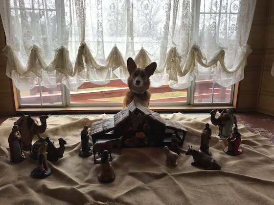 a photo of Dylan, a red and white Pembroke Welsh Corgi, standing behind the stable of a large ceramic nativity scene.