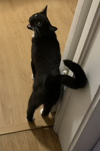 a photo of a black cat in a doorway meowing