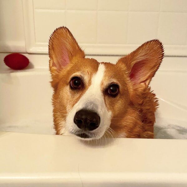 a photo of Dylan, a red and white Pembroke Welsh Corgi, standing in a bath tub
