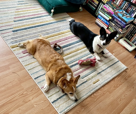 a photo of Dylan, a red and white Pembroke Welsh Corgi, and Gwen, a black and white Cardigan Welsh Corgi, sitting on a multi-colored rug.