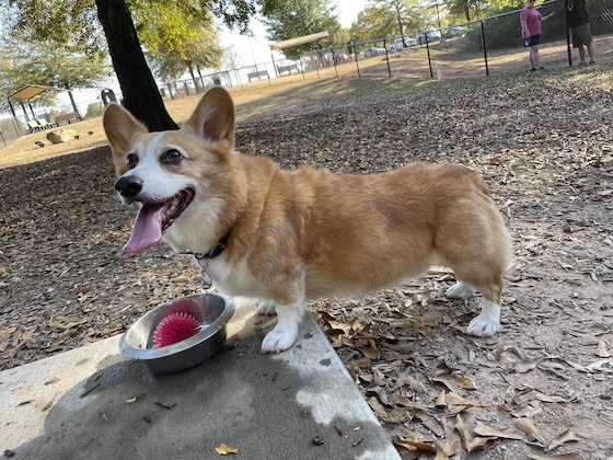a photo of Dylan, a red and white Pembroke Welsh Corgi, standing at the park with his pink ball in his water bowl. 