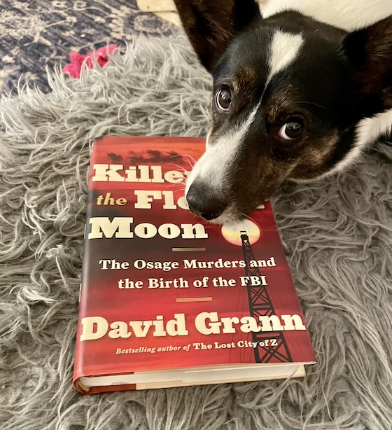 a photo of Gwen, a black and white cardigan welsh corgi, sitting next to a copy of the book Killers of the Flower Moon