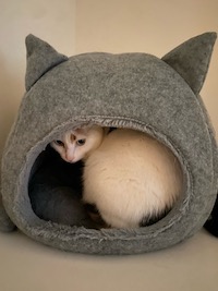calico cat in a cat house that looks like a cat