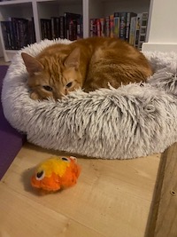 orange cat in fluffy cat bed in front of book shelf