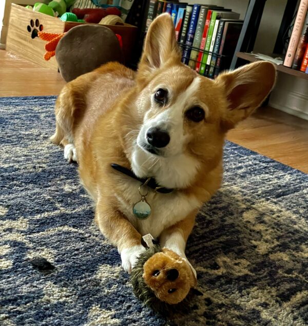 a photo of Dylan, a red and white Pembroke Welsh Corgi, sitting on a blue rug while his new hedgehog toy is lying in front of him.