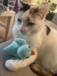 calico cat with toy bird