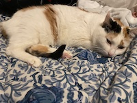 sleepy calico cat on blue blanket