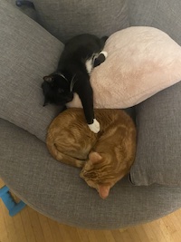 Remy and Murray, a tuxedo cat and an orange cat, cuddled up so close on my reading chair.