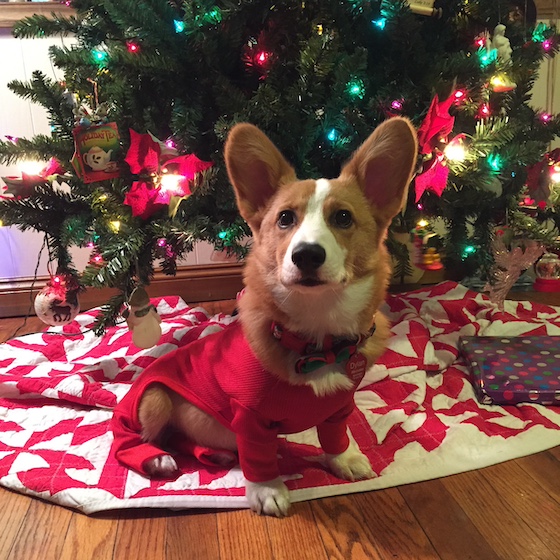 a photo of Dylan, a red and white Pembroke Welsh Corgi, wearing red Christmas jammies and a Christmas collar. He's sitting in front of a Christmas tree.