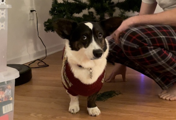 a photo of Gwen, a black and white Cardigan Welsh Corgi, standing next to storage boxes and in front of a undecorated Christmas tree.