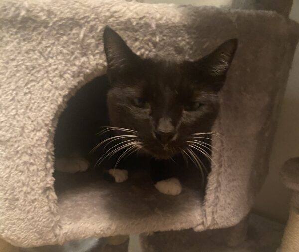 tuxedo cat in a cat tree