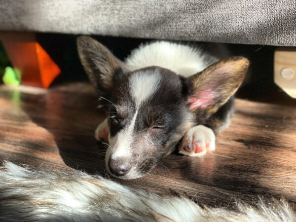 a photo of Gwen, a Cardigan Welsh Corgi puppy, sleeping in the sun