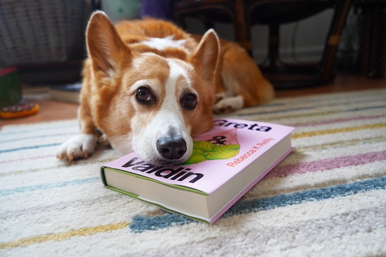 a photo of Dylan, a red and white Corgi with brushes of white fur across his eyebrows and muzzle. He is nothing if not a majestic senior Corg. He is laying his head on top of a book called Greta and Valdin.