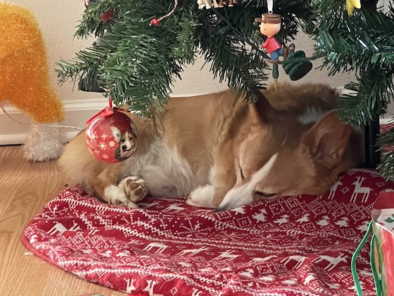 a photo of Dylan, a red and white Pembroke Welsh Corgi, sleeping under the Christmas tree. The red tree skirt made in the pattern of a Christmas sweater. You can't tell from the photo, but I like to imagine that he's dreaming of sleeping under the stars like his ancestors, the wild Corgs of old.