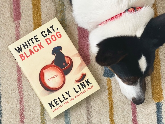 a photo of Gwenllian, a black and white Cardigan welsh corgi, sitting next to the book White Cat, Black Dog.