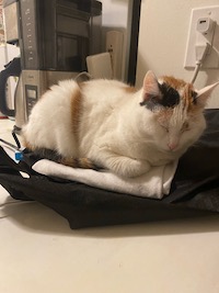 a photo of a calico cat lying on a towel