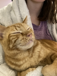 a photo of an orange cat that looks like they're smiling being held